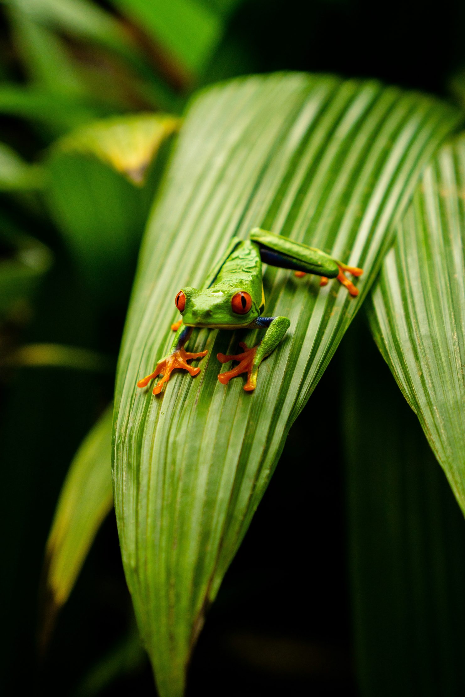 WILDLIFE